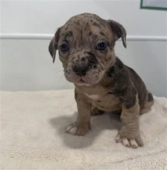 A baby small-sized female Pit Bull Terrier dog named Blizzard for adoption in Redlands, CA