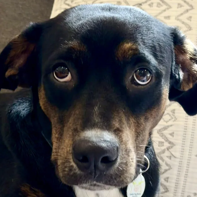 A young medium-sized female Rottweiler dog named GENTLE Luci for adoption in Lake Forest, IL
