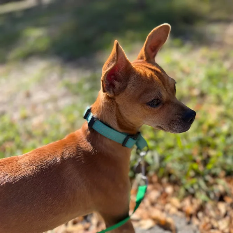 An adult small-sized male Chihuahua dog named Chacho for adoption in Brooklyn, NY