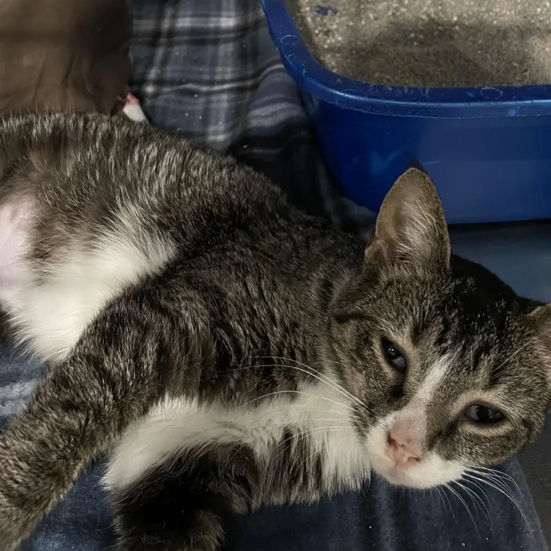 An adult medium-sized female Brown / Chocolate Domestic Short Hair cat named Bianca for adoption in Fairmont, WV