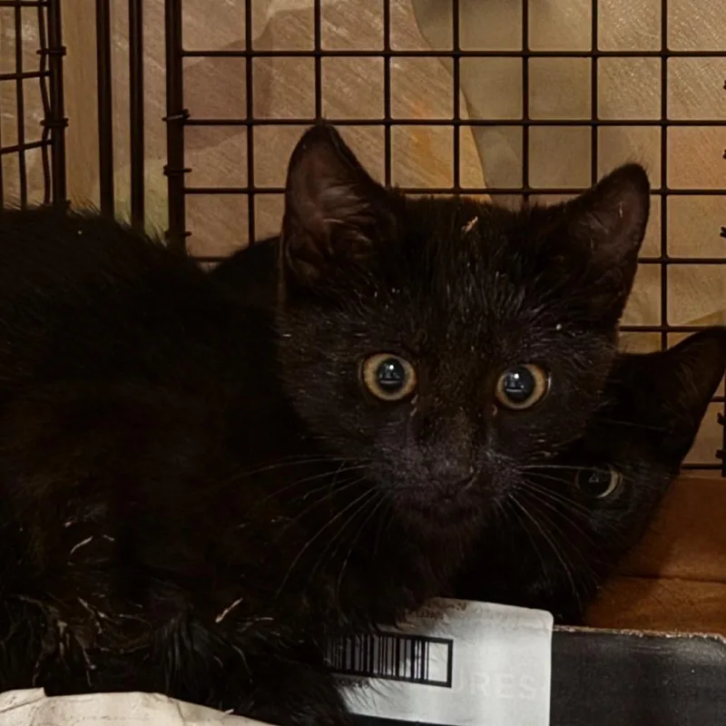 A baby small-sized male Black Domestic Short Hair cat named Jamaica for adoption in Newark, NJ