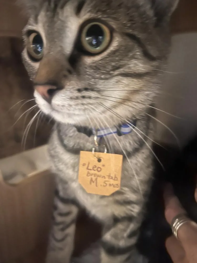 A young small-sized male Brown / Chocolate Domestic Short Hair cat named Leo for adoption in Lewisburg, PA
