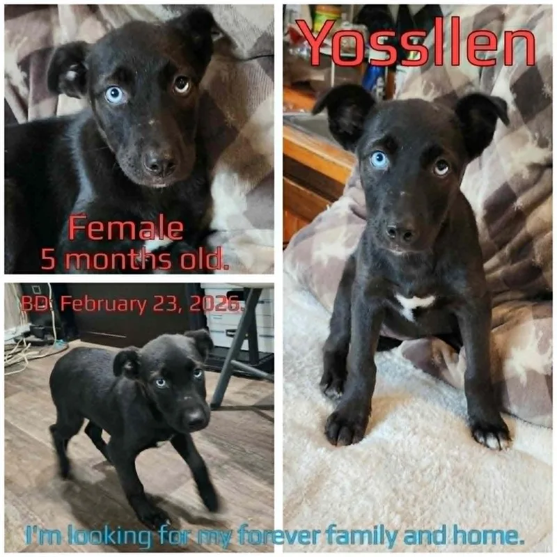 A baby medium-sized female Black Mixed Breed dog named Yossllen for adoption in Boaz, AL