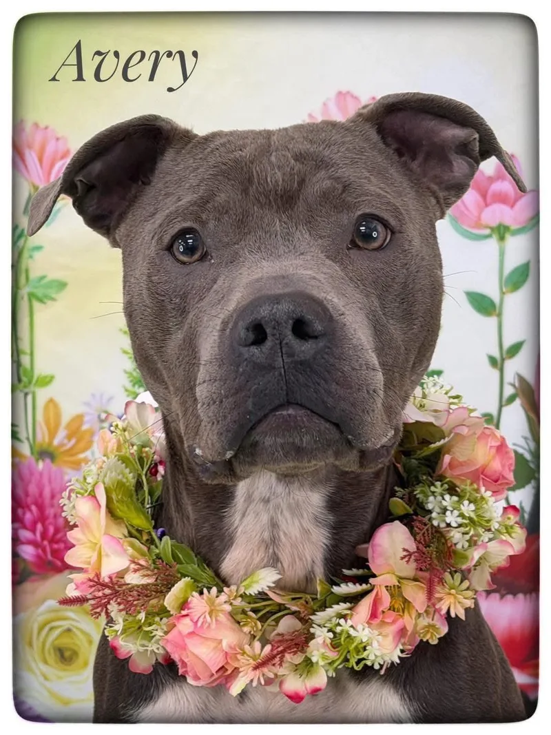 An adult medium-sized female Gray / Blue / Silver Mixed Breed dog named Avery for adoption in Flint, MI