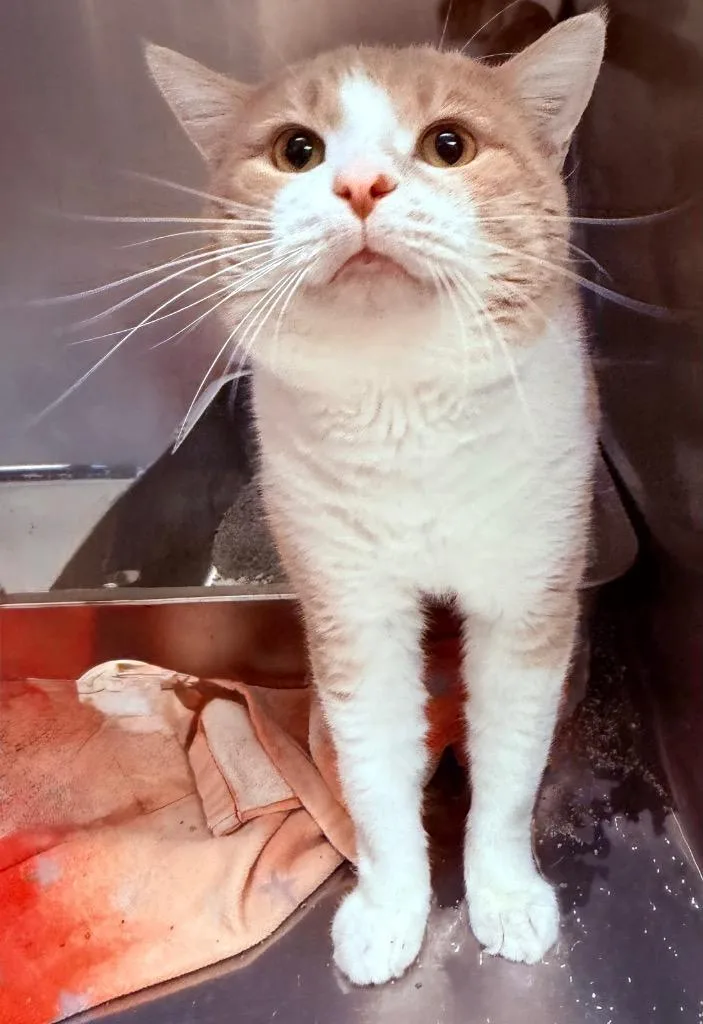 A young large-sized male Domestic Short Hair cat named Mango for adoption in Lima, OH