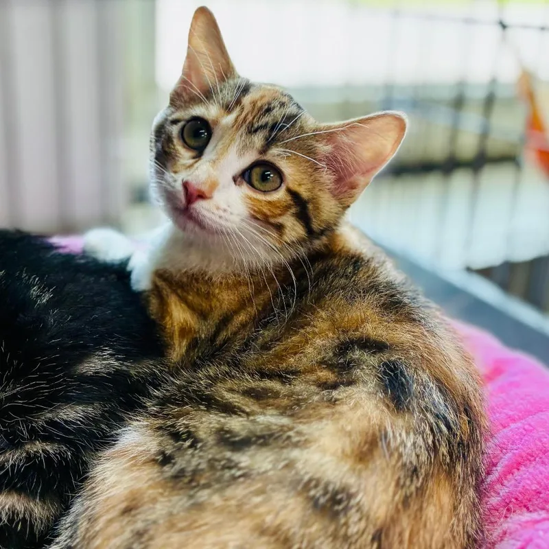 A baby small-sized female Calico Domestic Short Hair cat named Lil Bit for adoption in Lebanon, MO