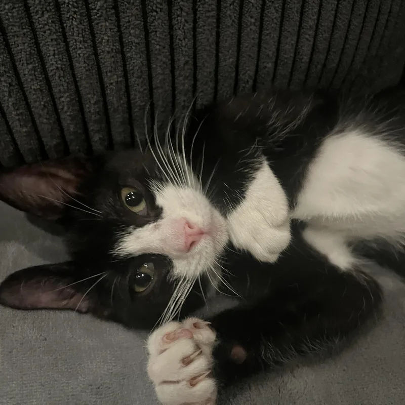 A baby small-sized male Black & White / Tuxedo Domestic Short Hair cat named Lentil Plump for adoption in Morrison, CO