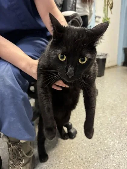 An adult small-sized male Bombay cat named Mr. Shadow for adoption in Roseville, CA