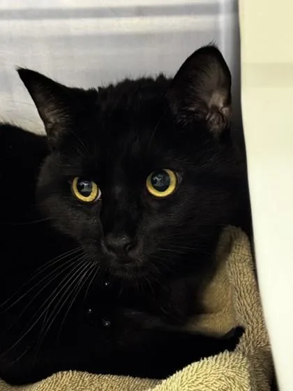 Mr. Shadow thumbnail 2