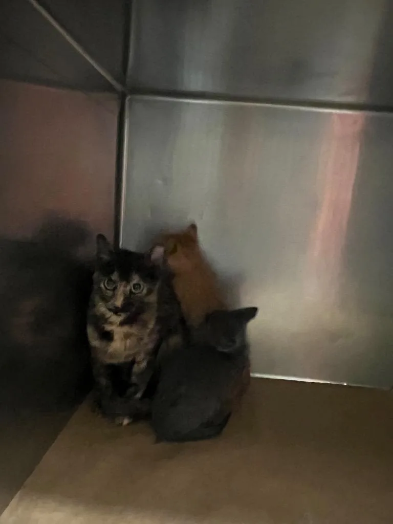 A young large-sized female Domestic Short Hair cat named Pippa for adoption in Cartersville , GA