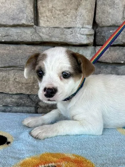 A baby small-sized female French Bulldog dog named Franny for adoption in Yakima, WA
