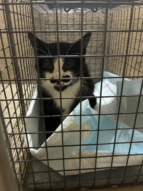 A young medium-sized male Domestic Short Hair cat named Hercule Poirot for adoption in Louisville, KY