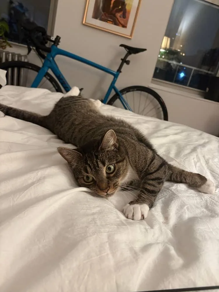 An adult medium-sized female Tabby (Gray / Blue / Silver) Domestic Short Hair cat named Gigi for adoption in Brooklyn, NY