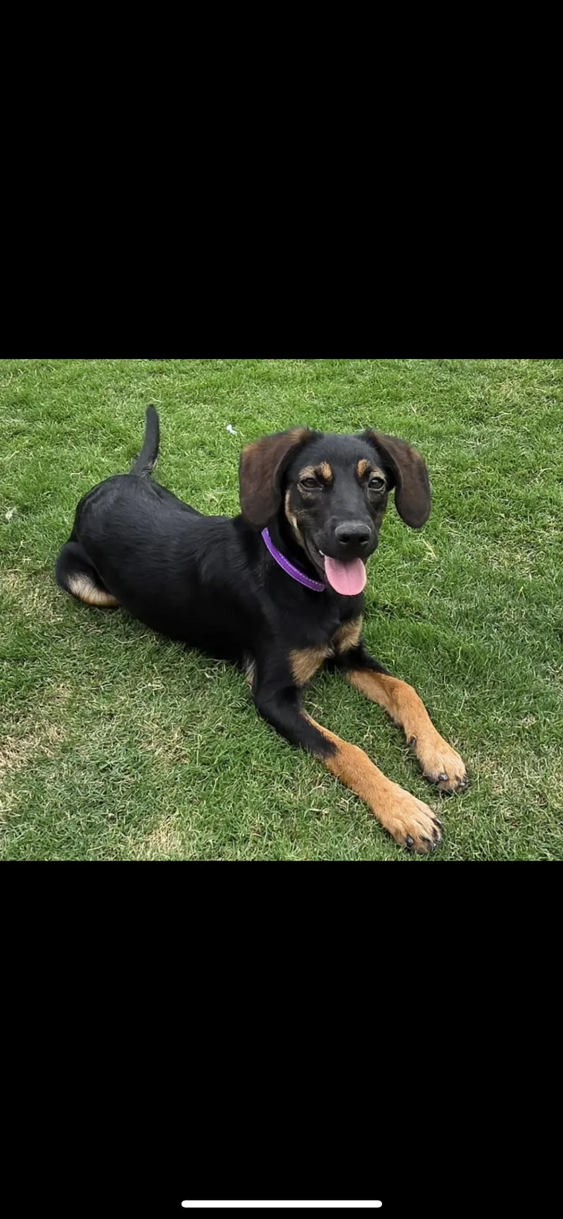 A young small-sized female Terrier dog named Little Miss for adoption in Hamden, CT