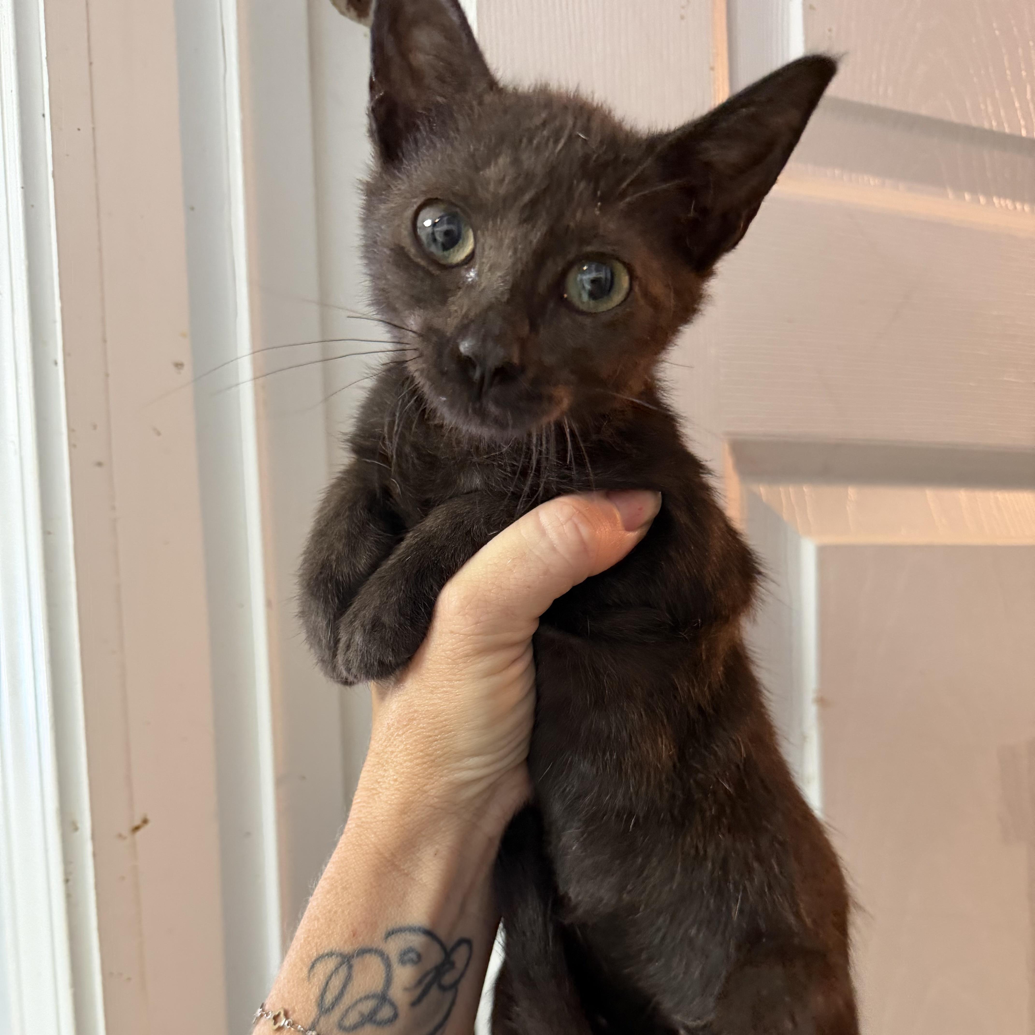 A baby medium-sized female Domestic Short Hair cat named Alana for adoption in Columbia, SC