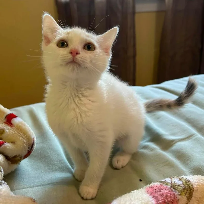 A baby small-sized female White Domestic Short Hair cat named Katherine Pierce for adoption in Woodbury, NJ