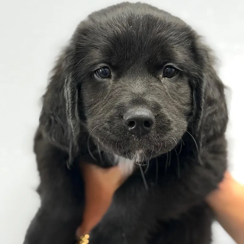 A baby small-sized male Black Great Pyrenees dog named Harrison for adoption in Idaho Falls, ID