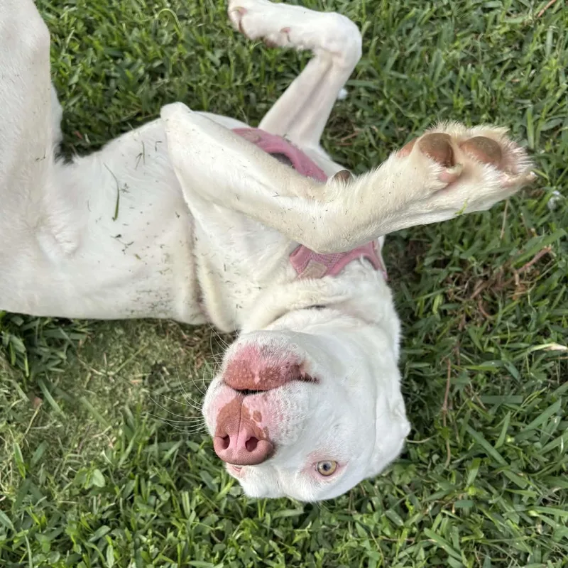 Snowflake thumbnail 2