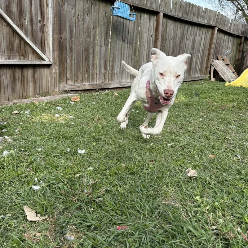 Snowflake thumbnail 3