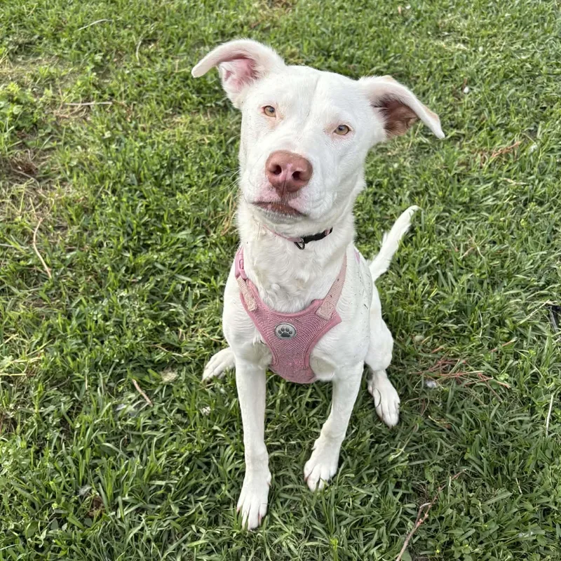 A young medium-sized female White / Cream Mixed Breed dog named Snowflake for adoption in Houston, TX