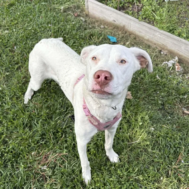 Snowflake thumbnail 5