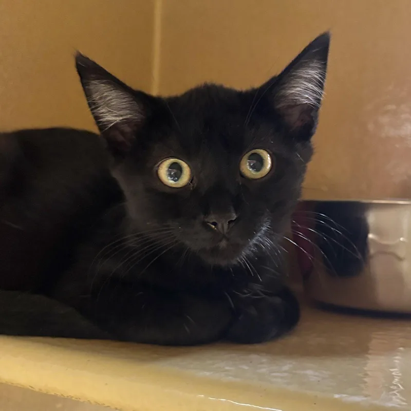 A baby medium-sized male Black Domestic Short Hair cat named Loafer for adoption in Sonora, CA
