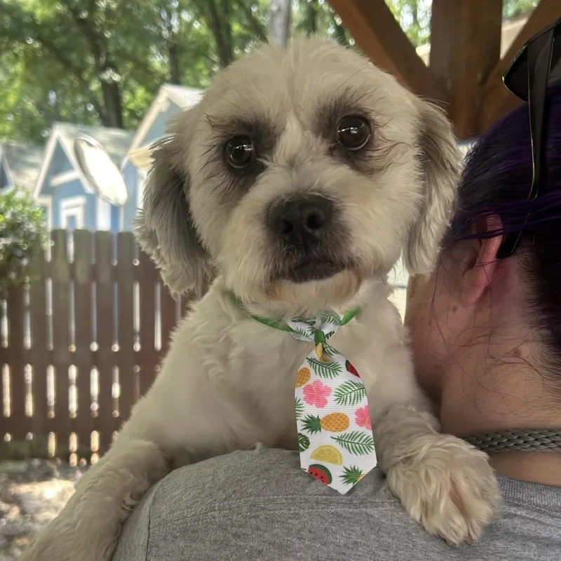 An adult small-sized male White / Cream Mixed Breed dog named King Benzie for adoption in Decatur, GA