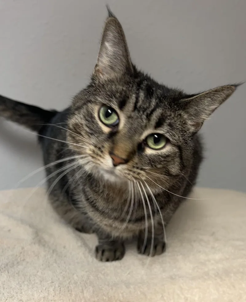 An adult medium-sized female Tabby (Brown / Chocolate) Domestic Short Hair cat named Penelope for adoption in Little Falls, MN