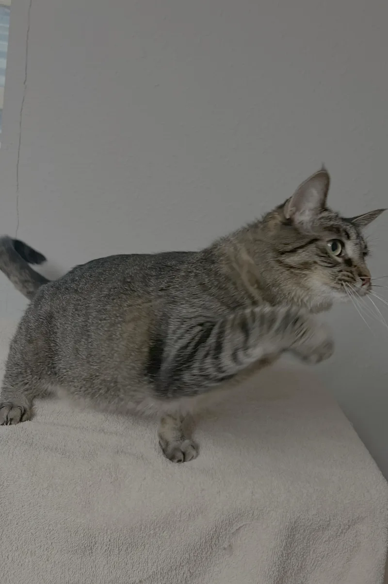 Penelope thumbnail 2