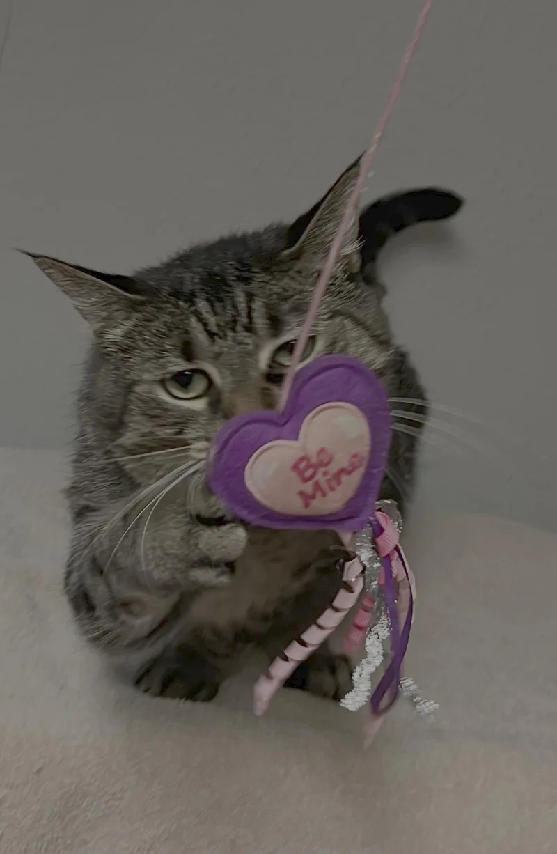 Penelope thumbnail 4