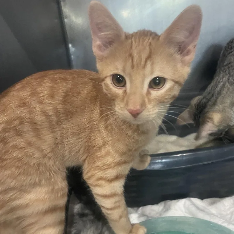 A baby small-sized male Orange / Red Domestic Short Hair cat named Mack for adoption in Prescott, AZ