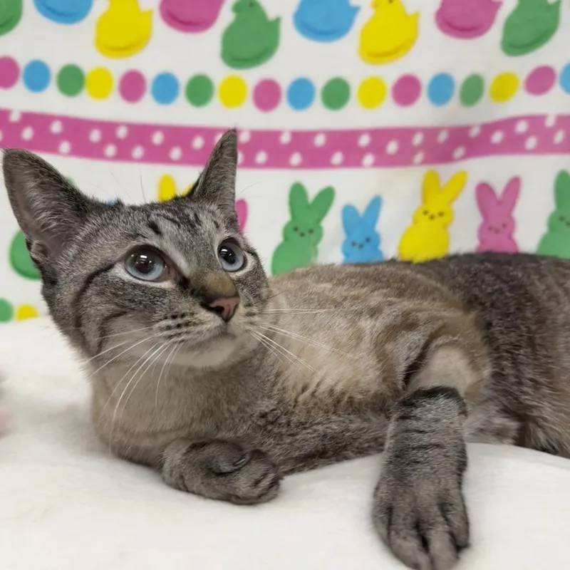 An adult medium-sized female Brown / Chocolate Siamese cat named Chloe for adoption in Deerfield, IL