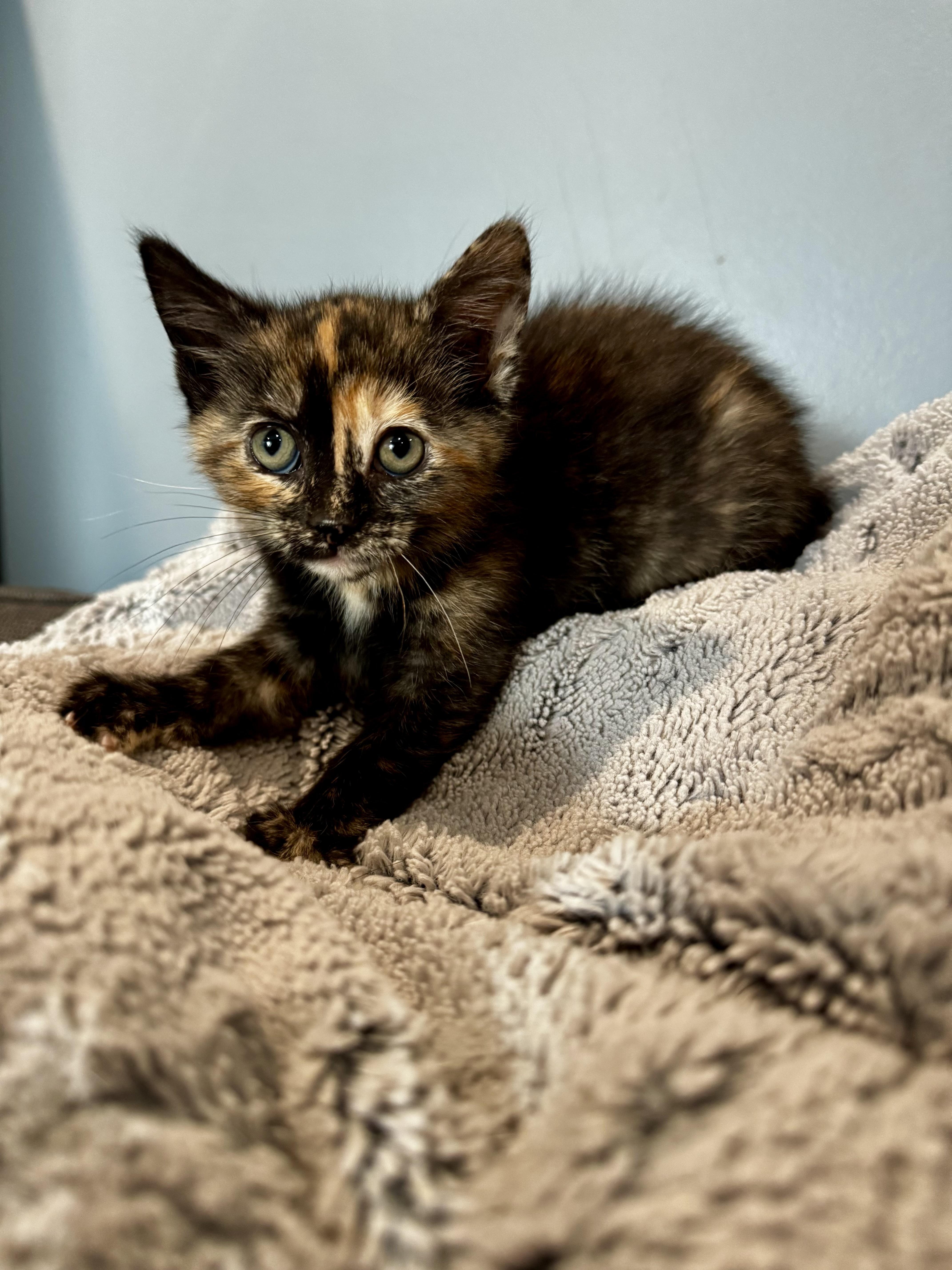 A baby small-sized female Tortoiseshell Domestic Short Hair cat named Saturn for adoption in Hartland, MI