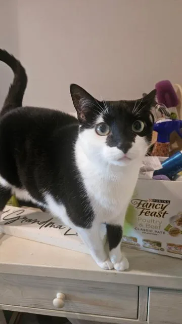 An adult medium-sized female Black & White / Tuxedo Domestic Short Hair cat named Patches Sweet Female for adoption in Ringoes, NJ