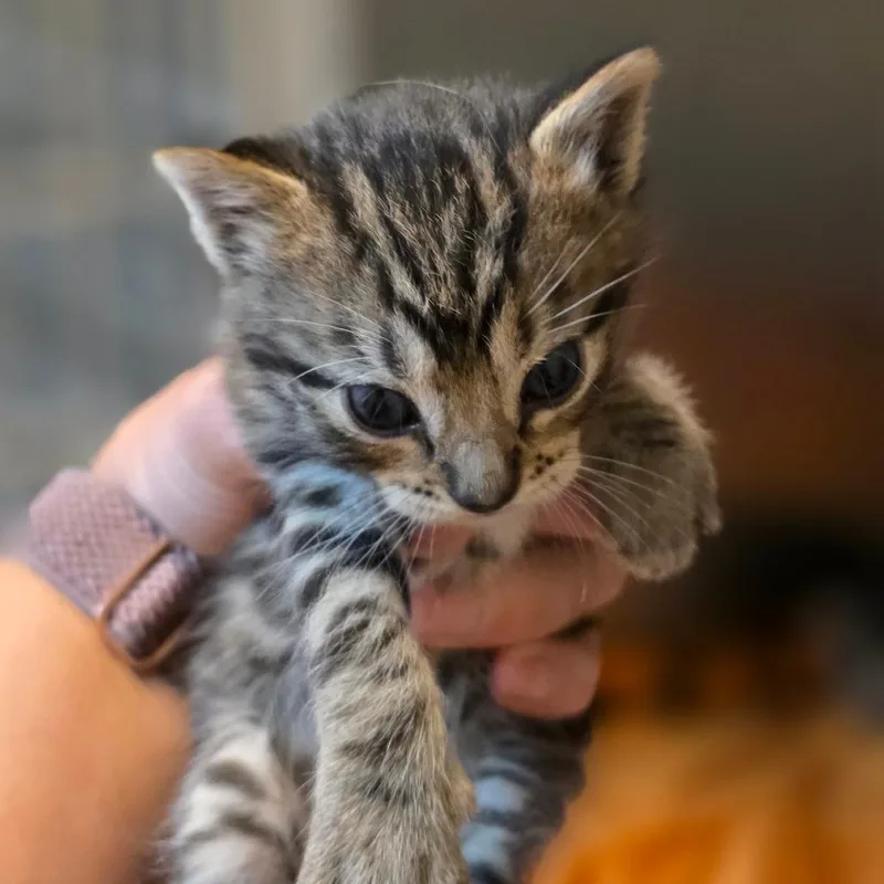 A baby small-sized female Brown / Chocolate Domestic Short Hair cat named Nova for adoption in Buellton, CA