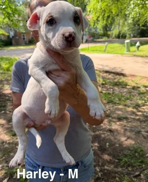 A baby small-sized male Tricolor (Brown, Black, & White) Labrador Retriever dog named Harley for adoption in Colorado Springs, CO