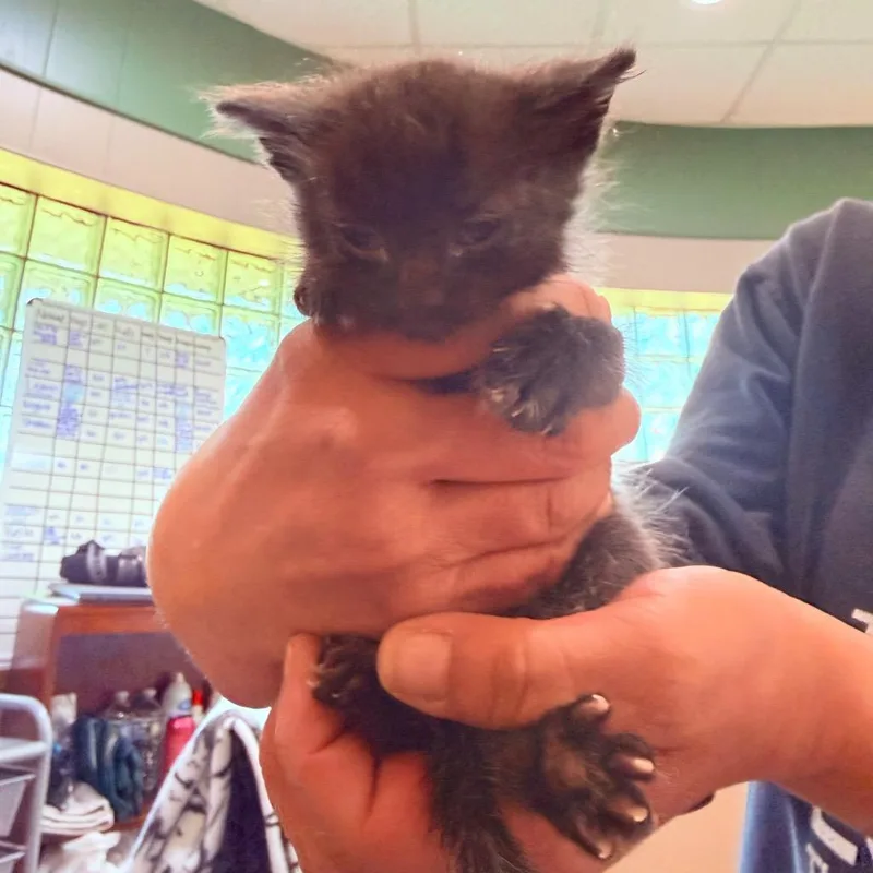 A baby large-sized male Domestic Short Hair cat named Pinata for adoption in Utica, MI