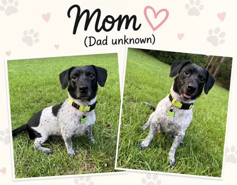 A baby small-sized female Tricolor (Brown, Black, & White) Labrador Retriever dog named Shadow for adoption in Silsbee, TX