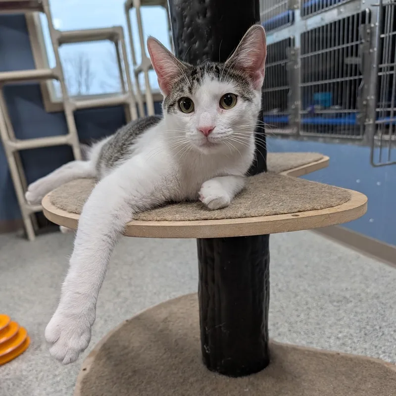 Snickerdoodle  Bonded Pair