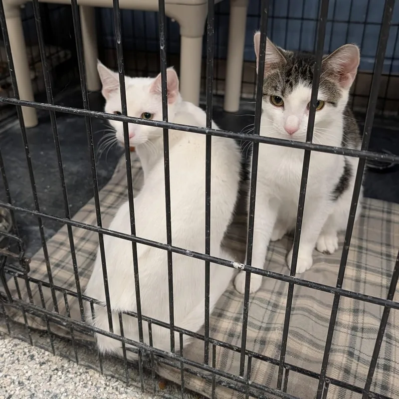 Snickerdoodle  Bonded Pair thumbnail 2