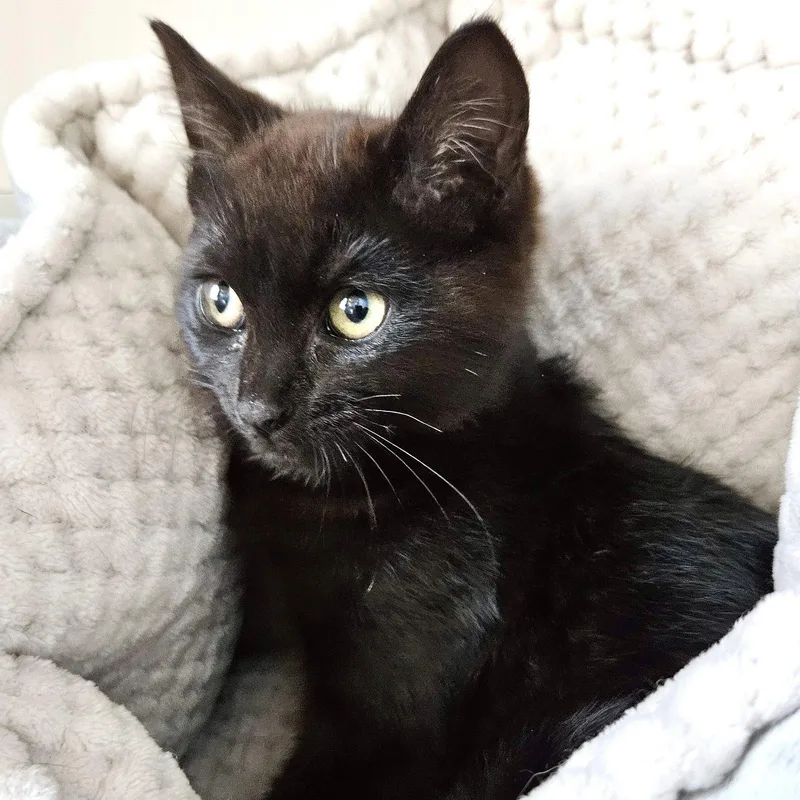 A baby small-sized female Black Domestic Short Hair cat named Blythe for adoption in Oakland, CA