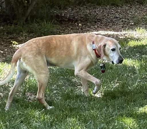 Obi