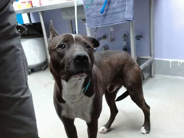 An adult medium-sized male Pit Bull Terrier dog named Leo for adoption in Albuquerque, NM