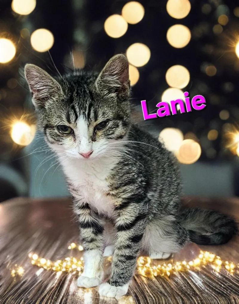 A baby small-sized female Domestic Short Hair cat named Lanie for adoption in Jim Thorpe, PA