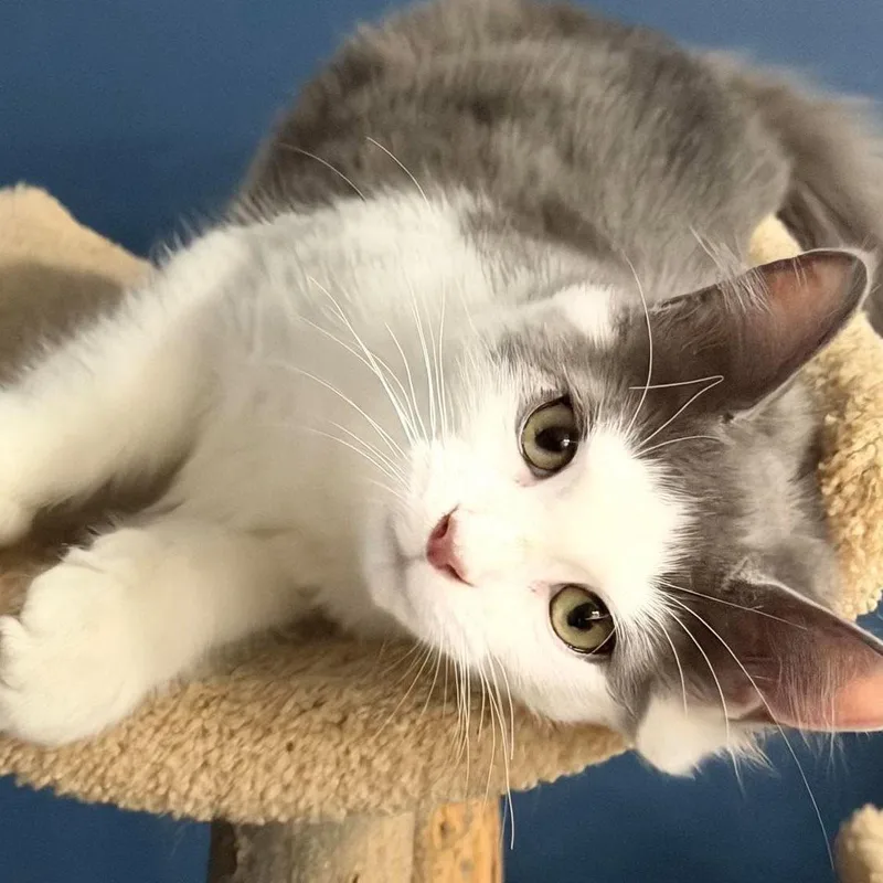A baby medium-sized female Gray & White Domestic Medium Hair cat named Milo aka Pretty Girl for adoption in Harrisburg, PA