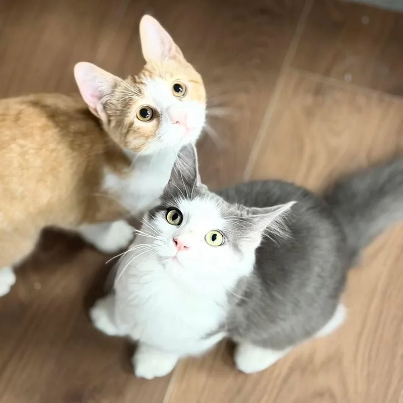 Milo aka Pretty Girl thumbnail 2