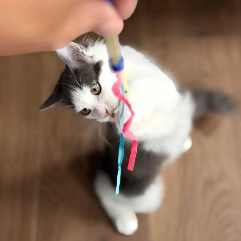 Milo aka Pretty Girl thumbnail 4