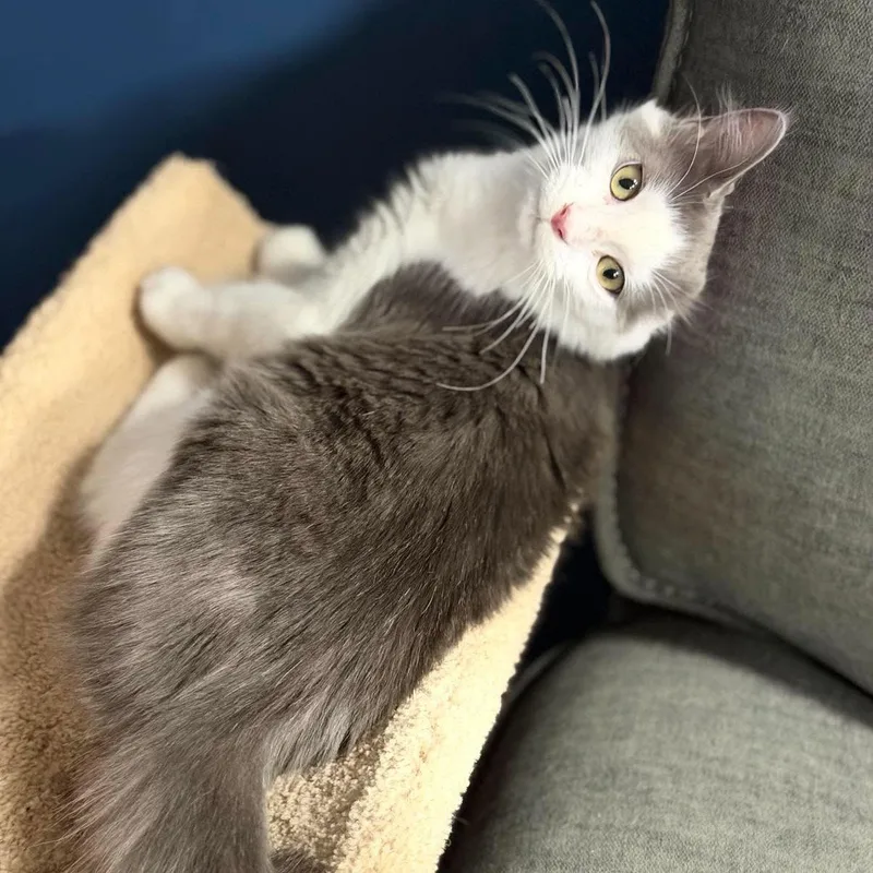 Milo aka Pretty Girl thumbnail 5