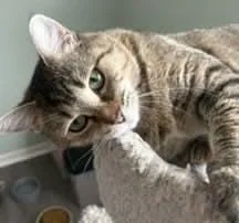 An adult medium-sized female Domestic Short Hair cat named Mesa for adoption in Battle Creek, MI
