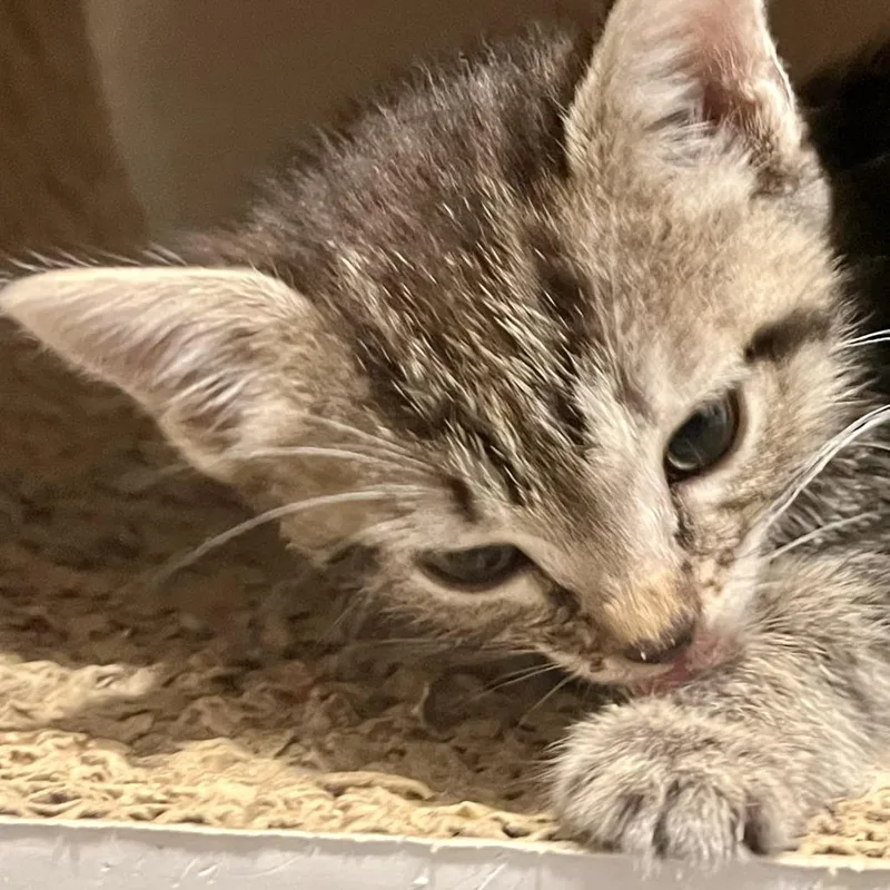 A baby small-sized female Domestic Short Hair cat named Cheetahlish for adoption in San Antonio, TX